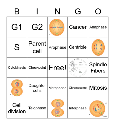 Mitosis Bingo Card