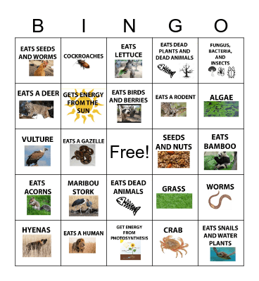 FOOD WEB BINGO Card