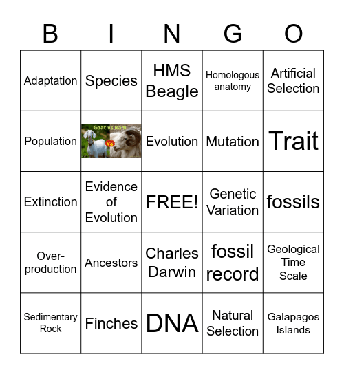 EVOLUTION Bingo Card