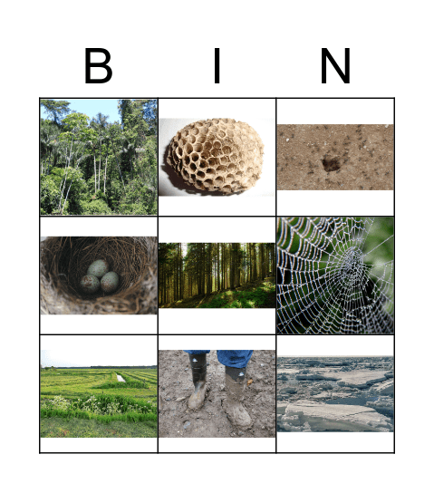 Animal Habitats Bingo Card