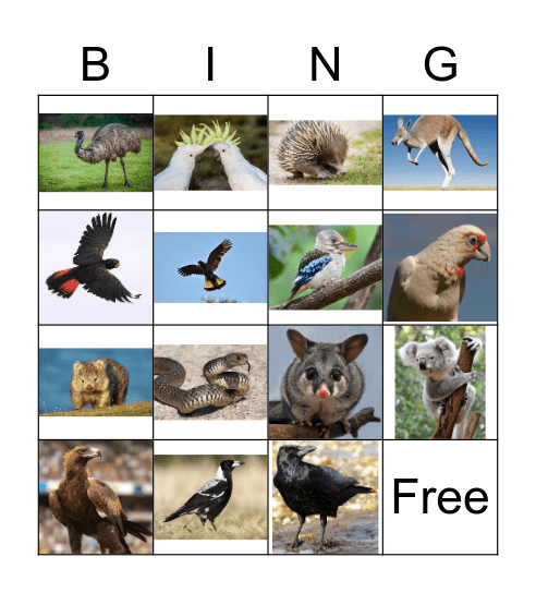 Australian Animal BINGO! Bingo Card