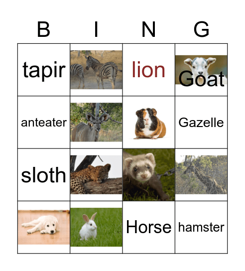 Animals Bingo Card