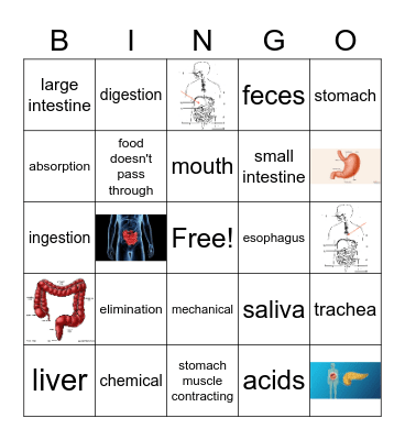 Digestive System Review Bingo Card
