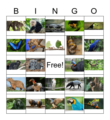 Rainforest Animal Bingo Card