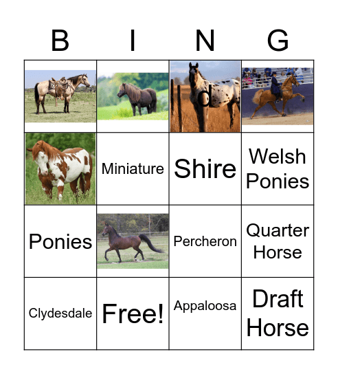 Equine Breeds Bingo Card