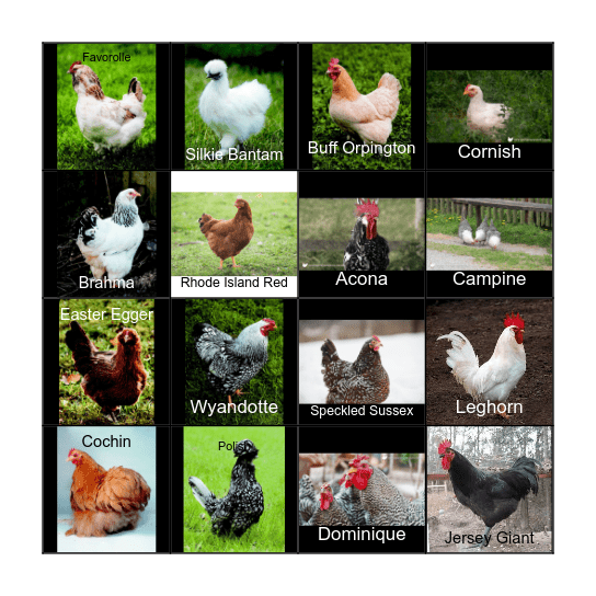 Chicken Bingo 2021 Bingo Card