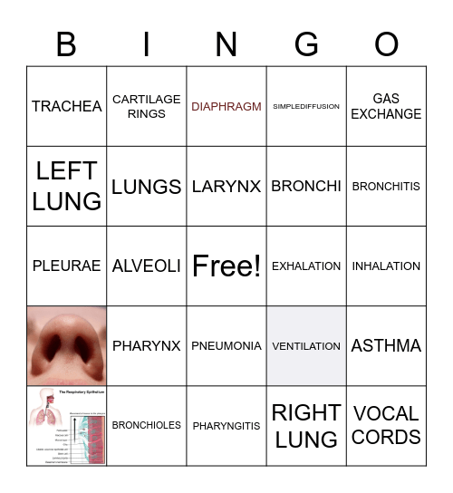 The human respiratory system Bingo Card