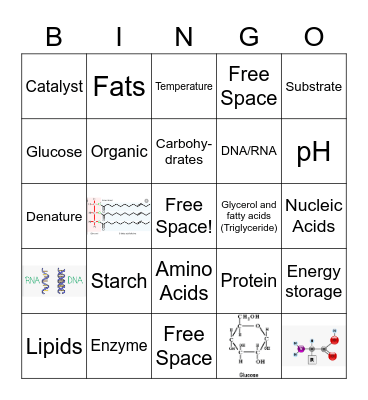 Macromolecules + Enzymes Bingo Card