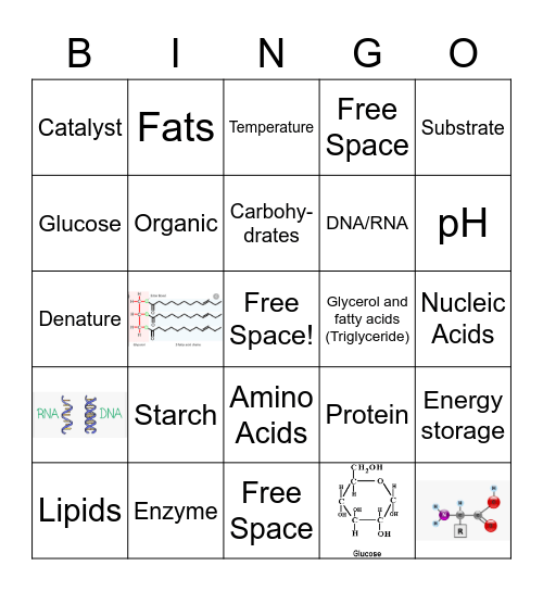 Macromolecules + Enzymes Bingo Card