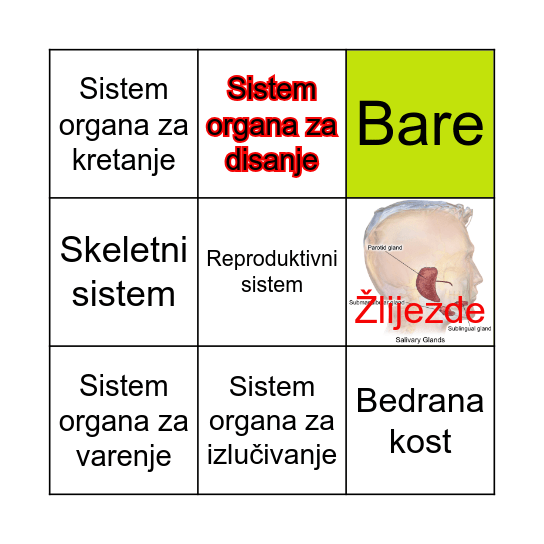 Biologija Bingo Card