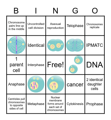 Mitosis Bingo Card