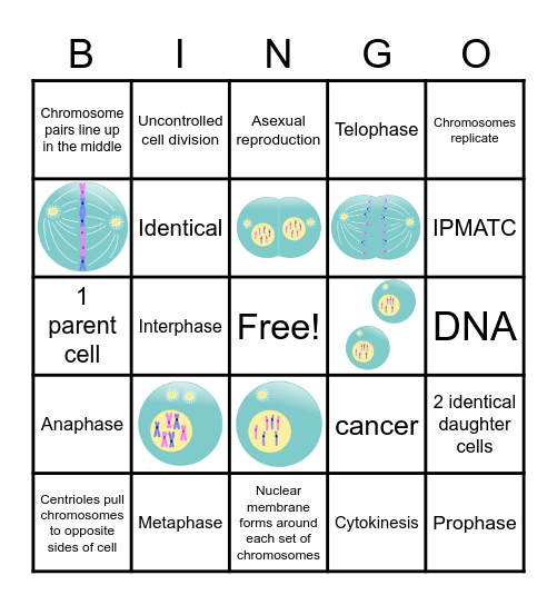 Mitosis Bingo Card