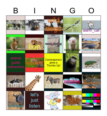 Wild Earth Safari Bingo Card