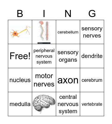 Nervous System Bingo Card