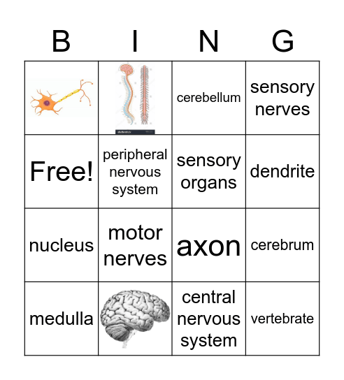 Nervous System Bingo Card