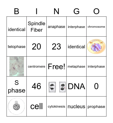 Mitosis Bingo Card