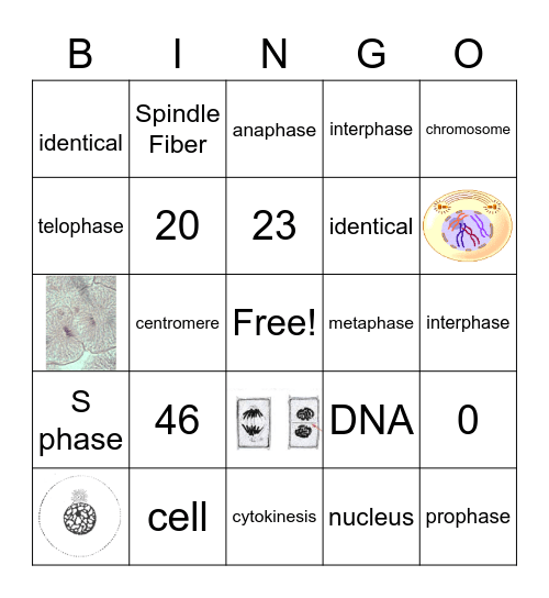 Mitosis Bingo Card
