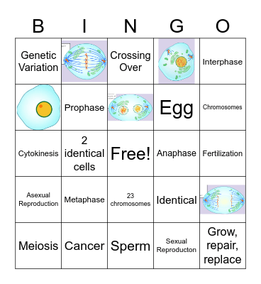 Meiosis vs. Mitosis Bingo Card