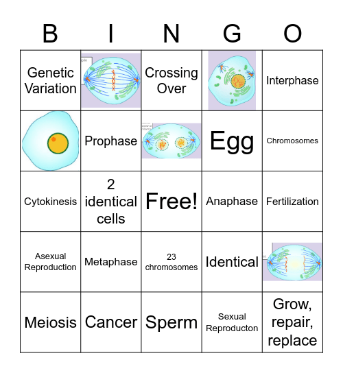 Meiosis vs. Mitosis Bingo Card