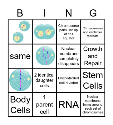 Mitosis Bingo Card