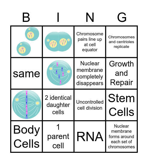 Mitosis Bingo Card