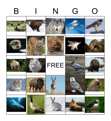 Canadian Animals Bingo Card