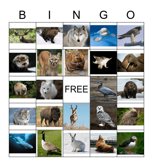 Canadian Animals Bingo Card
