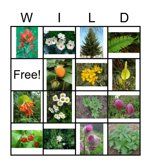 BC Wildflowers Bingo Card