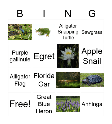 Everglades plants and animals Bingo Card