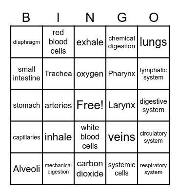 Digestive, Circulatory, Respiratory Systems Bingo Card