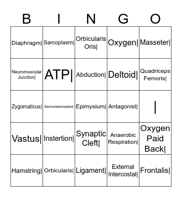 Muscular System Bingo Card