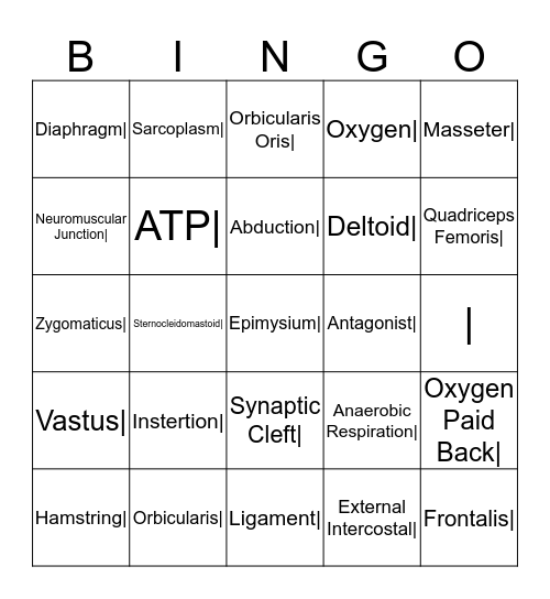 Muscular System Bingo Card