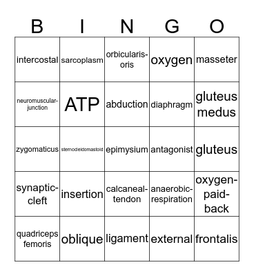 Muscular System Bingo Card
