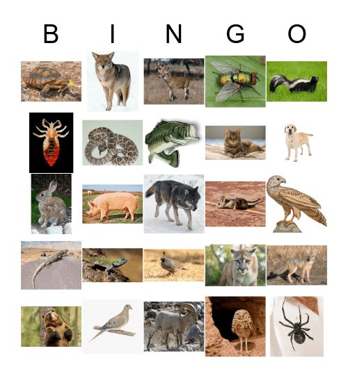 Chemehuevi Animal Bingo Card
