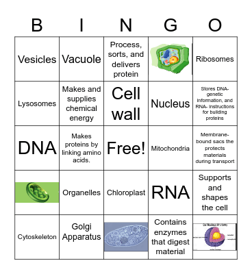 Malik Francis Organelles Bingo Card