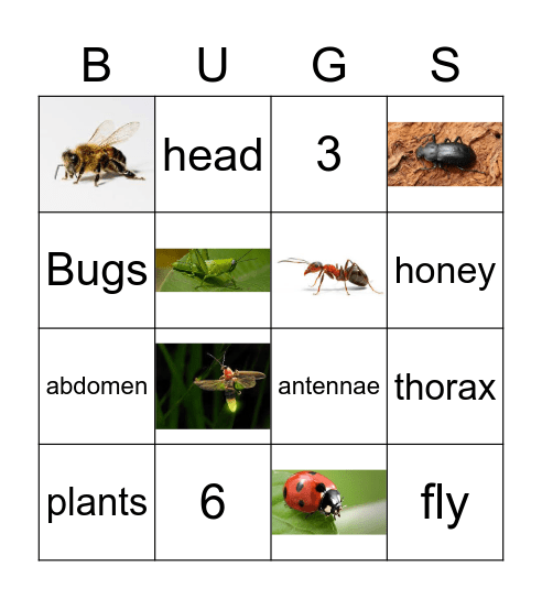 Insects Bingo Card