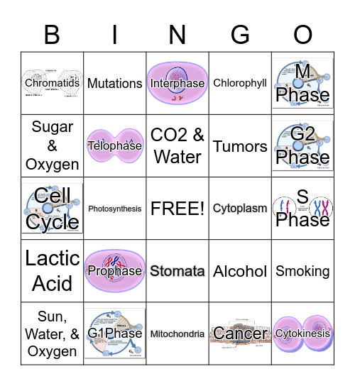 Chapter 2 - Cell Processes Bingo Card