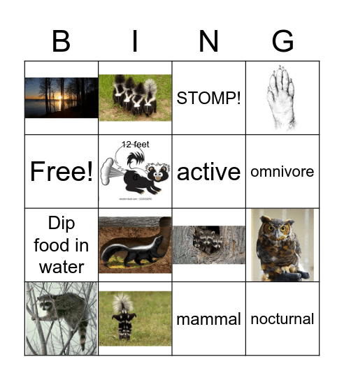 Skunks and Raccoons Bingo Card