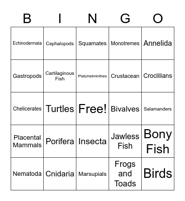 Animal Phyla Bingo Card