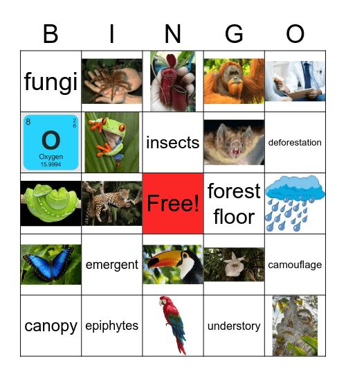 Rainforest Bingo Card