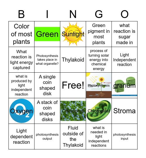 Woodney Valceus Photosynthesis Bingo Card