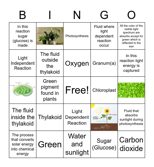 Kevonna Richardson by Photosynthesis Bingo Card