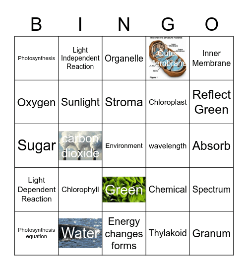 Evan- Photosynthesis Bingo Card