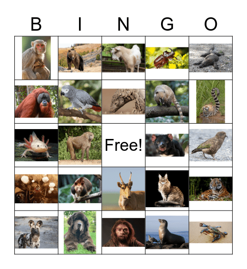 Favorite Animal Bingo Card