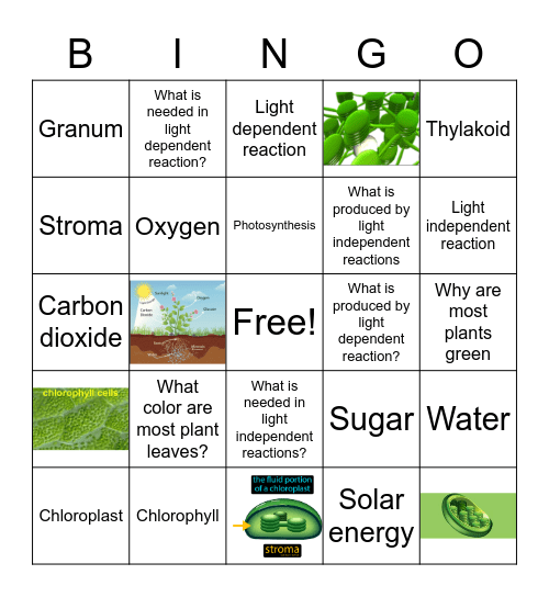 Malik Francis Photosynthesis Bingo Card