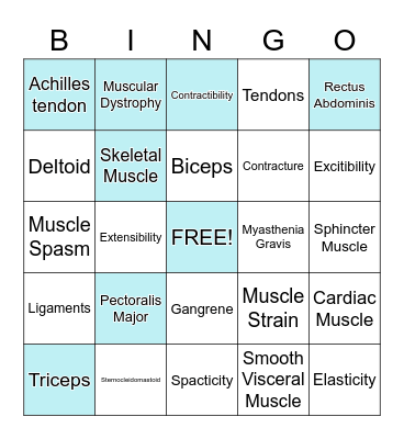 Muscular System Bingo Card