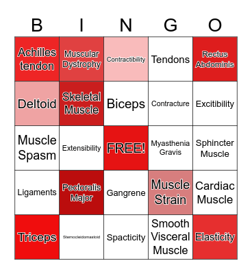 Muscular System Bingo Card