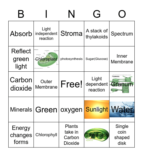 Cordell Abraham - Photosynthesis Bingo Card