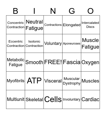 Muscular System Bingo Card