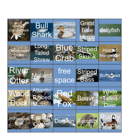 Chesapeake Bay Watershed Wilife Bingo Card